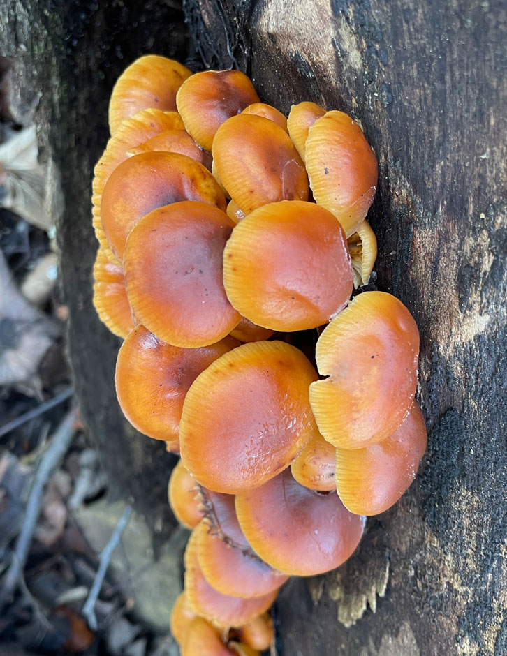 Velvet shanks (Flammulina velutipes)